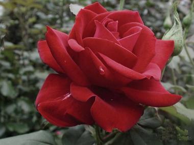 rose d'amour